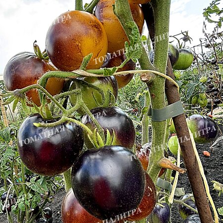 Томат ГНОМ ГОНДВАНА ЛУНА (Dwarf Gondwana Moon), Австралия.