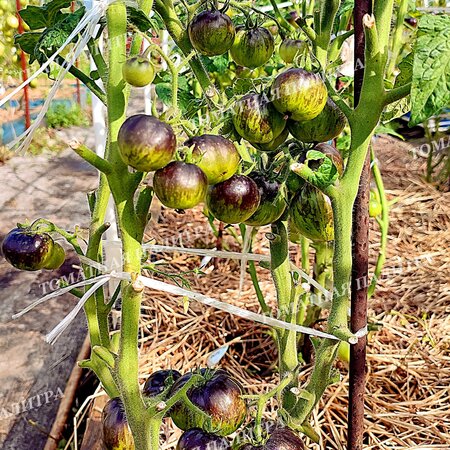 Томат ГНОМ ГОНДВАНА МОЛНИЯ (Dwarf Gondwana Lightning), Австралия.