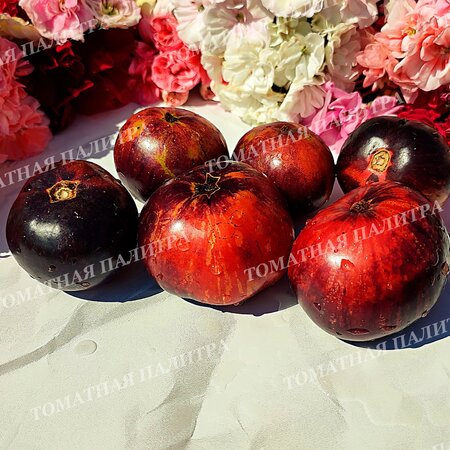 Томат ГНОМ ГОНДВАНА МОЛНИЯ (Dwarf Gondwana Lightning), Австралия.