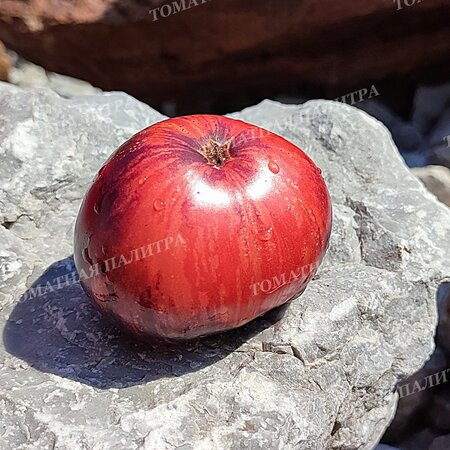 Томат ГНОМ ГОНДВАНА МОЛНИЯ (Dwarf Gondwana Lightning), Австралия.