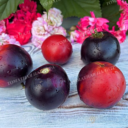 Томат ГНОМ ГОНДВАНА РОЗА (Dwarf Gondvana Rose), Австралия.