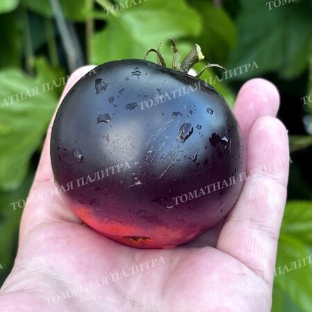 Томат ГНОМ ГОНДВАНА РОЗА (Dwarf Gondvana Rose), Австралия.