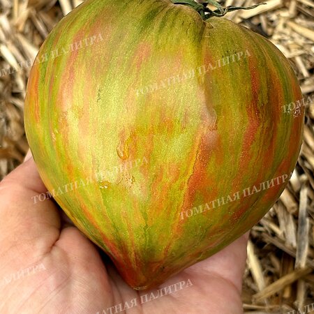 Томат ВОЛШЕБНАЯ РАДУГА