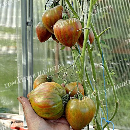 Томат ВОЛШЕБНАЯ РАДУГА