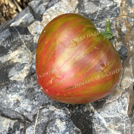 Томат ВОЛШЕБНАЯ РАДУГА