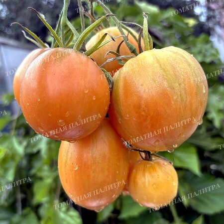 Томат ДЫННЫЙ ЛИКЁР