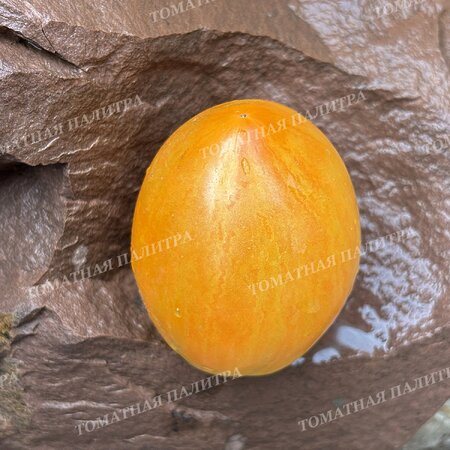 Томат ДЫННЫЙ ЛИКЁР