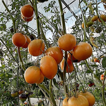 Томат ДЫННЫЙ ЛИКЁР