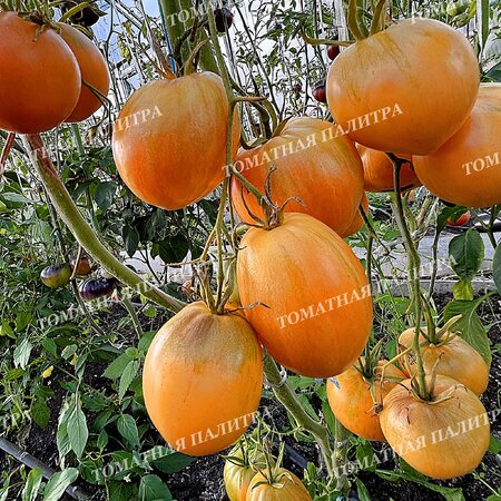 Томат ДЫННЫЙ ЛИКЁР