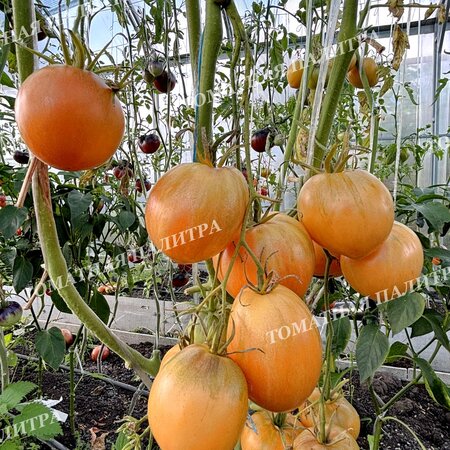 Томат ДЫННЫЙ ЛИКЁР