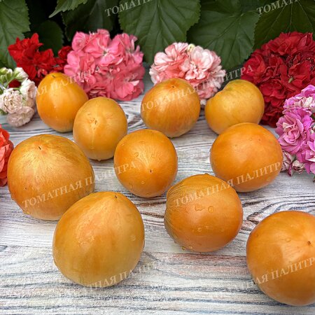 Томат ДЫННЫЙ ЛИКЁР