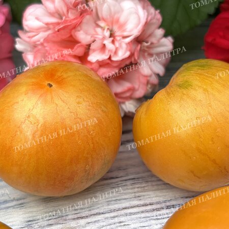 Томат ДЫННЫЙ ЛИКЁР