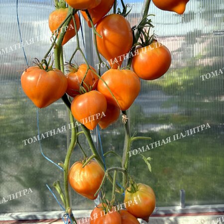 Томат ЗОЛОТАЯ МОДНИЦА