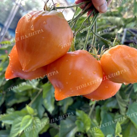 Томат ЗОЛОТАЯ МОДНИЦА