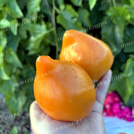 Томат ЗОЛОТАЯ МОДНИЦА