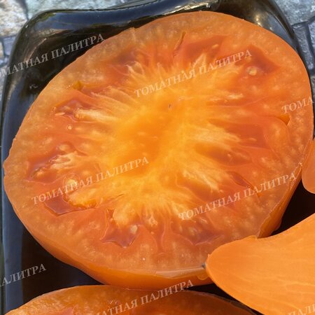 Томат ЗОЛОТАЯ МОДНИЦА