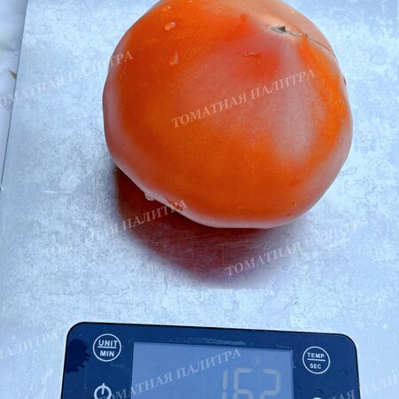 Томат ЗОЛОТАЯ МОДНИЦА