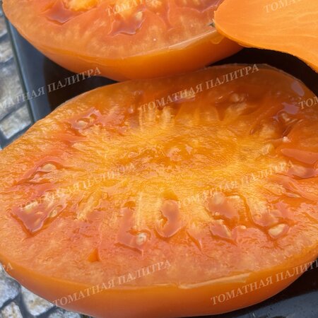 Томат ЗОЛОТАЯ МОДНИЦА