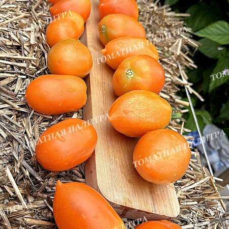 Томат ЗОЛОТАЯ МОДНИЦА (СЛИВКА)