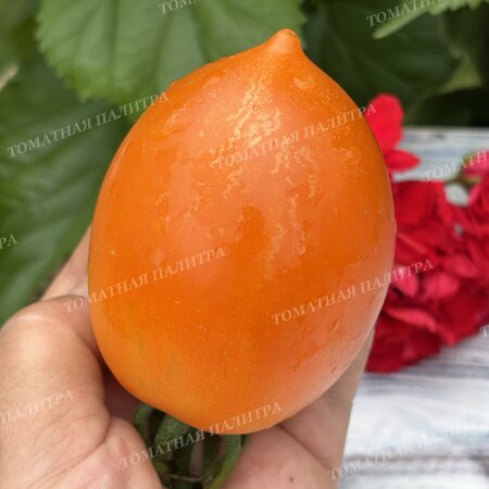 Томат ЗОЛОТАЯ МОДНИЦА (СЛИВКА)