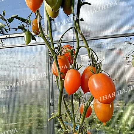 Томат ЗОЛОТАЯ МОДНИЦА (СЛИВКА)