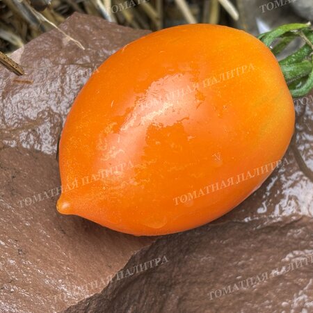 Томат ЗОЛОТАЯ МОДНИЦА (СЛИВКА)