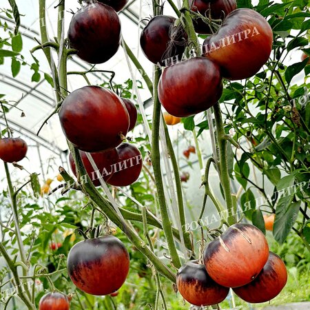 Томат ВИШНЕВЫЙ СИРОП