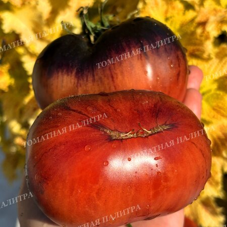 Томат ВИШНЕВЫЙ СИРОП