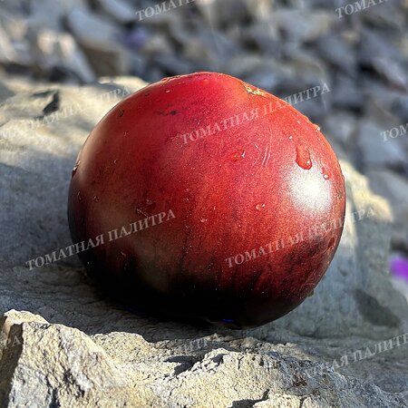 Томат ВИШНЕВЫЙ СИРОП