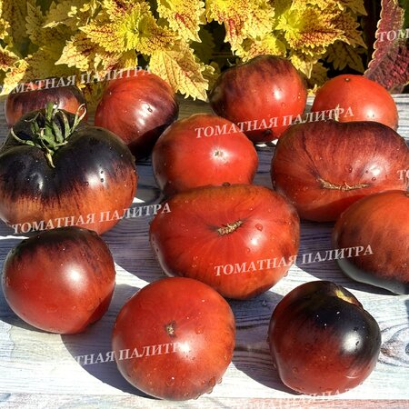 Томат ВИШНЕВЫЙ СИРОП