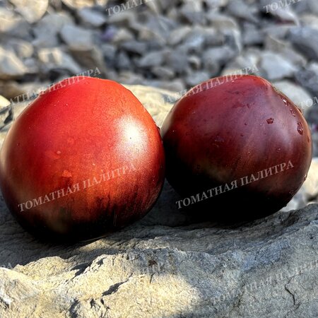 Томат ВИШНЕВЫЙ СИРОП