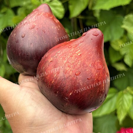 Томат ОГНЕННАЯ КОМЕТА СОФИИ 