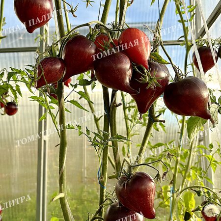 Томат ОГНЕННАЯ КОМЕТА СОФИИ 
