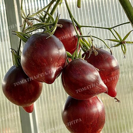 Томат ОГНЕННАЯ КОМЕТА СОФИИ 