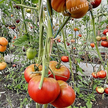 Томат ШОКОЛАДНЫЙ ГЕНРИ