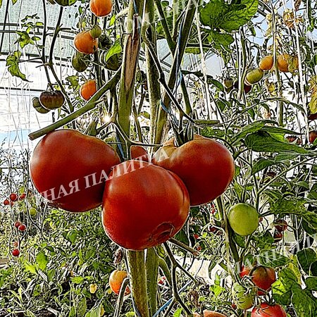 Томат ШОКОЛАДНЫЙ ГЕНРИ