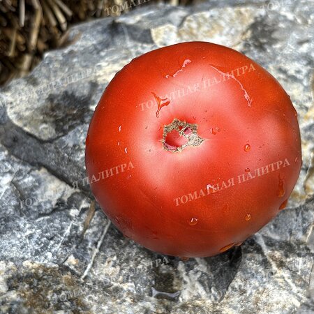 Томат ШОКОЛАДНЫЙ ГЕНРИ