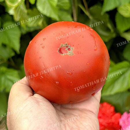 Томат ШОКОЛАДНЫЙ ГЕНРИ