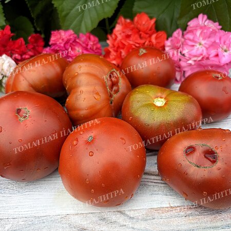 Томат ШОКОЛАДНЫЙ ГЕНРИ