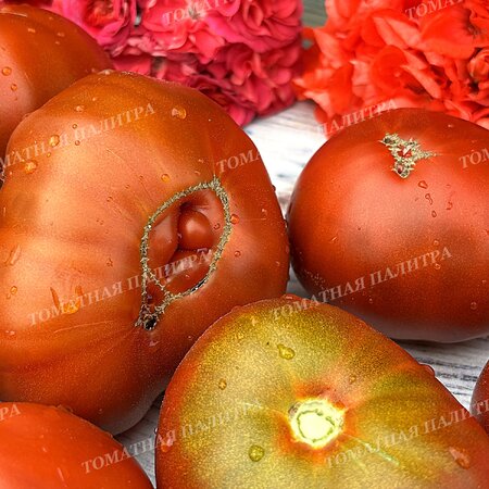 Томат ШОКОЛАДНЫЙ ГЕНРИ