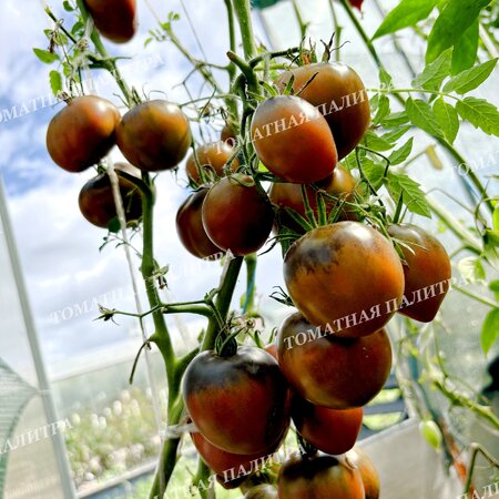 Томат СЛАДКОЕ ТРЮФЕЛЬНОЕ СЕРДЦЕ