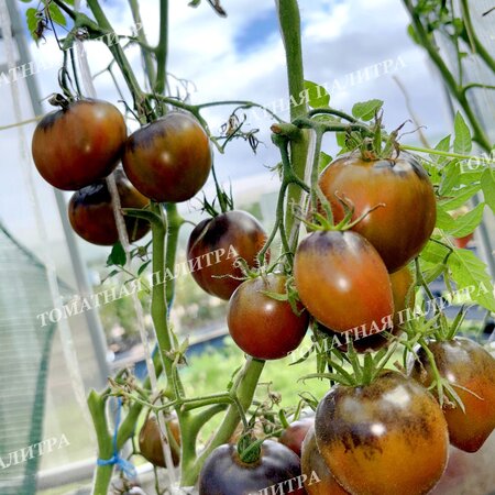 Томат СЛАДКОЕ ТРЮФЕЛЬНОЕ СЕРДЦЕ