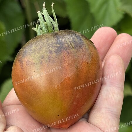 Томат СЛАДКОЕ ТРЮФЕЛЬНОЕ СЕРДЦЕ