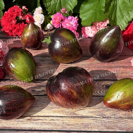 Томат ИЗУМРУДНАЯ КАРАМЕЛЬ ЕЛЕНЫ