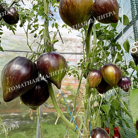 Томат ИЗУМРУДНАЯ КАРАМЕЛЬ ЕЛЕНЫ