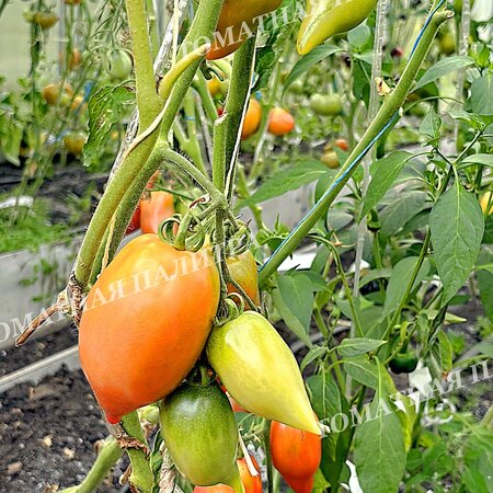 Томат ТУФЕЛЬКИ СУЛТАНА