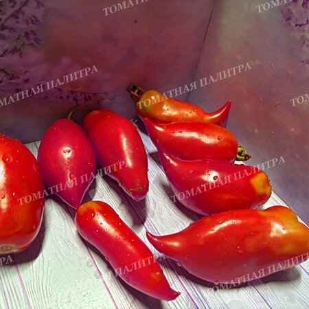 Томат ТУФЕЛЬКИ СУЛТАНА