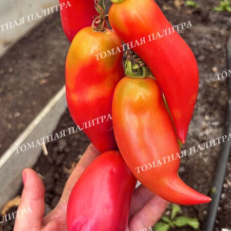 Томат ТУФЕЛЬКИ СУЛТАНА