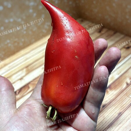 Томат ТУФЕЛЬКИ СУЛТАНА