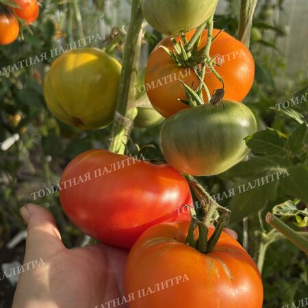 Томат АБРИКОСОВЫЙ КОНФИТЮР